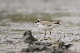 <p>KULÍK ŘÍČNÍ (Charadrius dubius) Šluknovsko - Jiříkov /Little ringed plover - Flussregenpfeifer/</p>